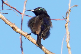 Cinnyris pembae - Pembanektarvogel